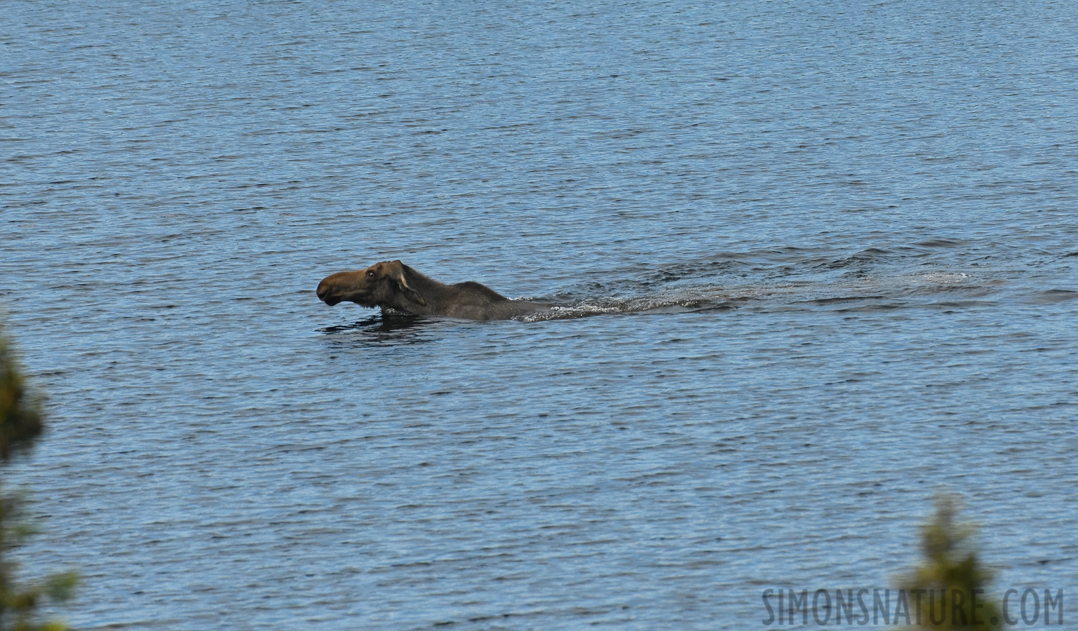 Alces alces americana [400 mm, 1/3200 Sek. bei f / 7.1, ISO 1600]